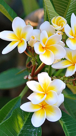 Plumeria Full HD, скриншот 7