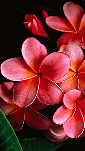 Plumeria Full HD, скриншот 5