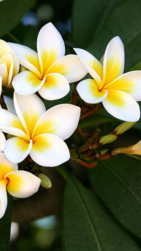 Plumeria Full HD, скриншот 1