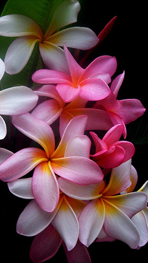 Plumeria Full HD, скриншот 4