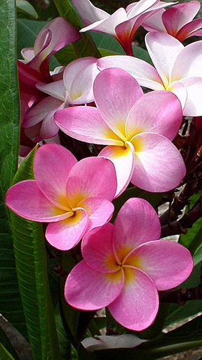 Plumeria Full HD, скриншот 3