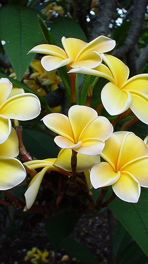 Plumeria Full HD, скриншот 6